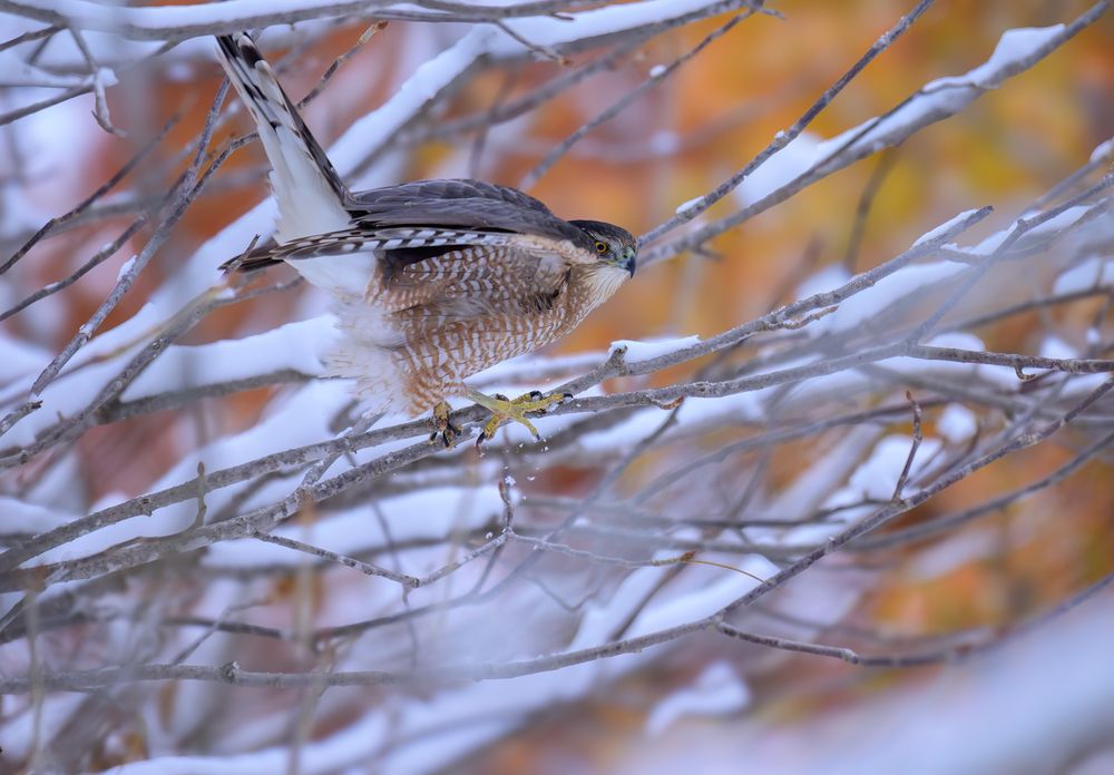 Cooper\'s Hawk