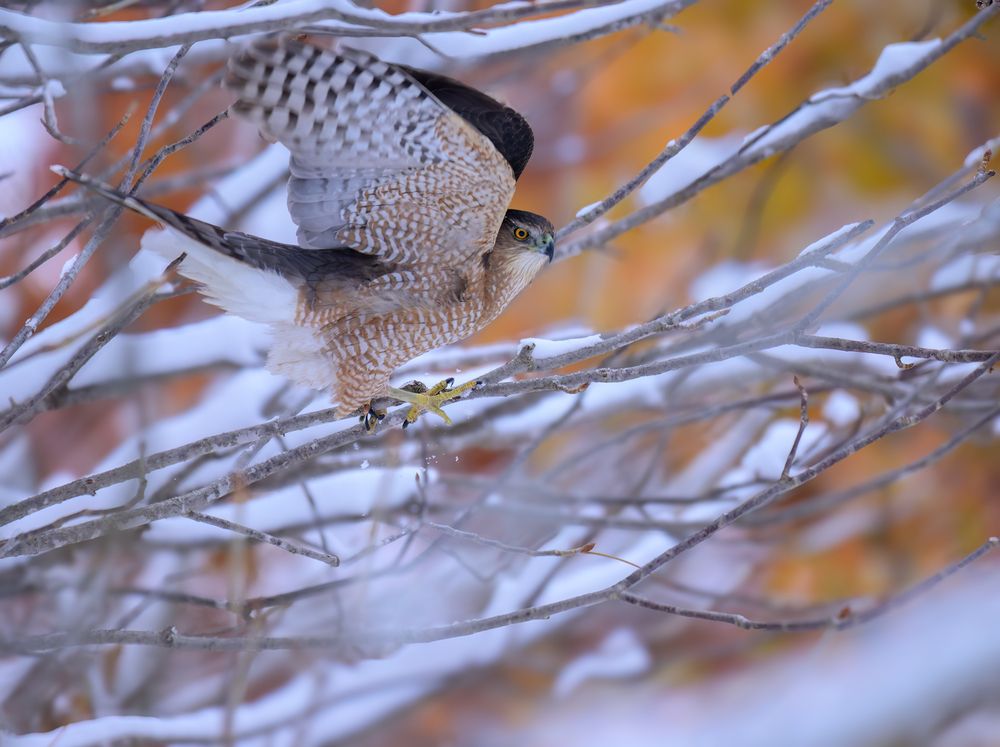 Cooper\'s Hawk