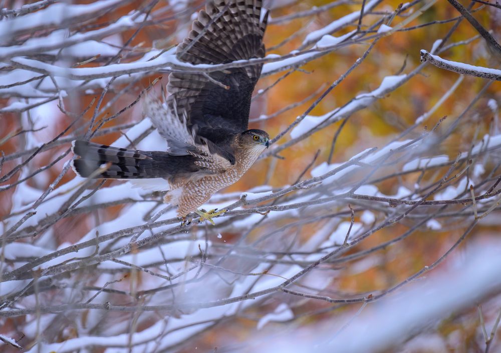 Cooper\'s Hawk
