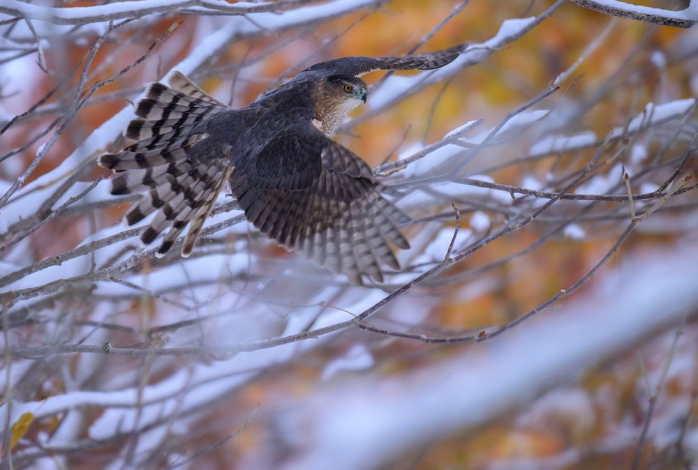 Cooper\'s Hawk
