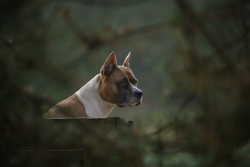Photo 2937147