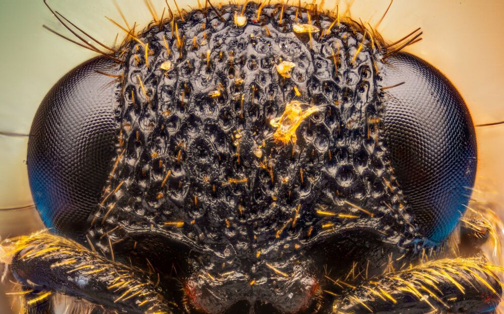 Micro Cosmos &ndash; Extreme Insect Portraits