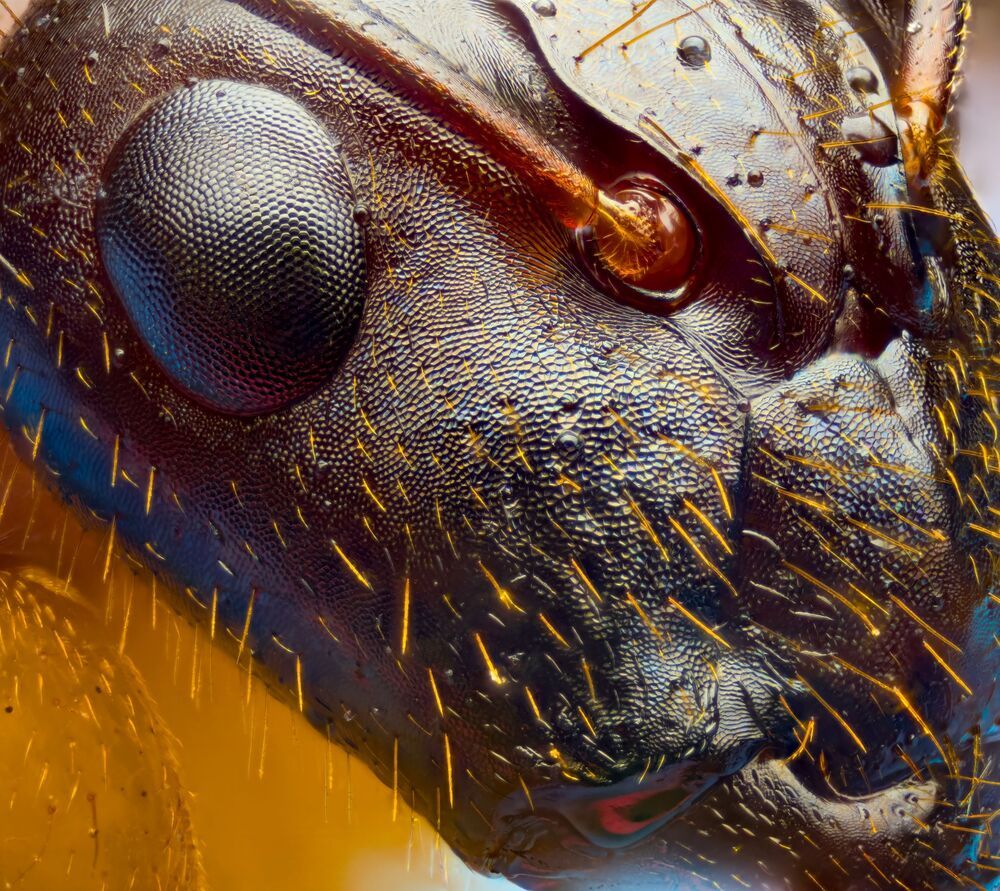 Micro Cosmos &ndash; Extreme Insect Portraits