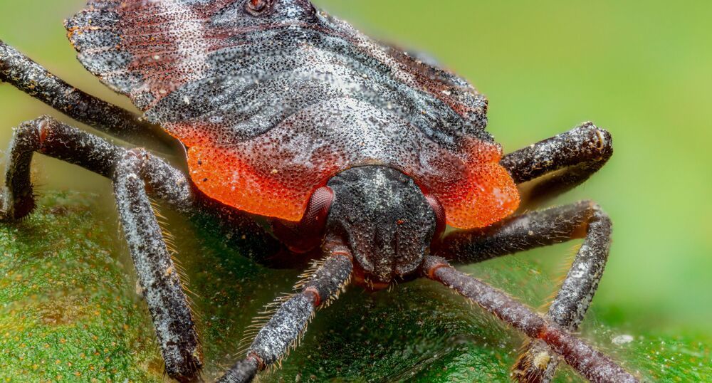 Micro Cosmos &ndash; Extreme Insect Portraits