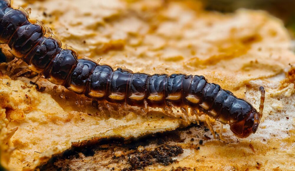 Micro Cosmos &ndash; Extreme Insect Portraits