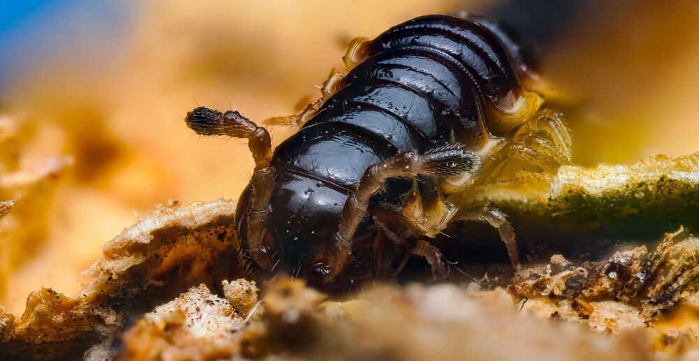 Micro Cosmos &ndash; Extreme Insect Portraits