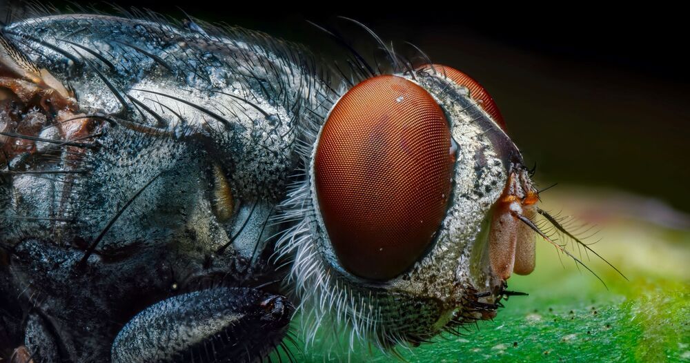 Micro Cosmos &ndash; Extreme Insect Portraits