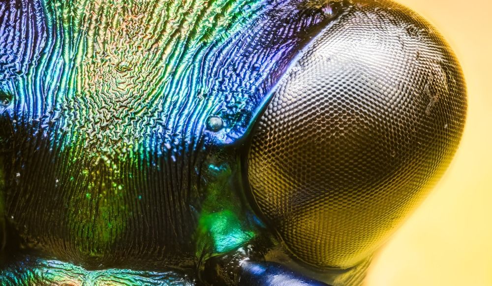 Micro Cosmos &ndash; Extreme Insect Portraits