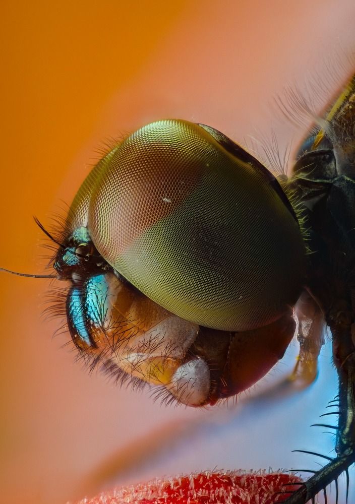 Micro Cosmos &ndash; Extreme Insect Portraits