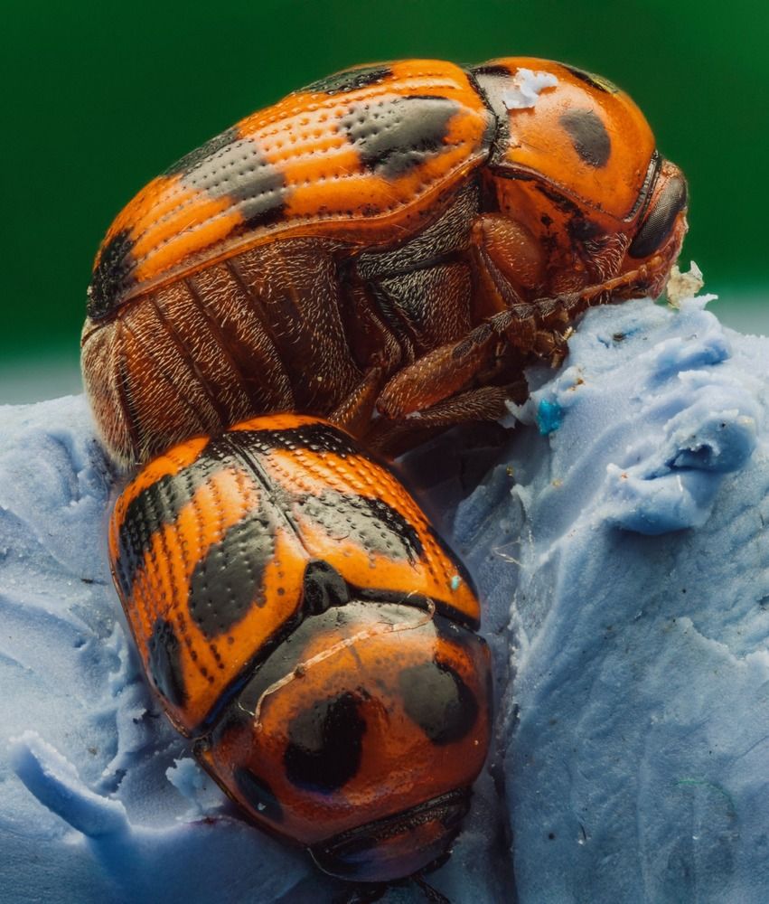 Micro Cosmos &ndash; Extreme Insect Portraits
