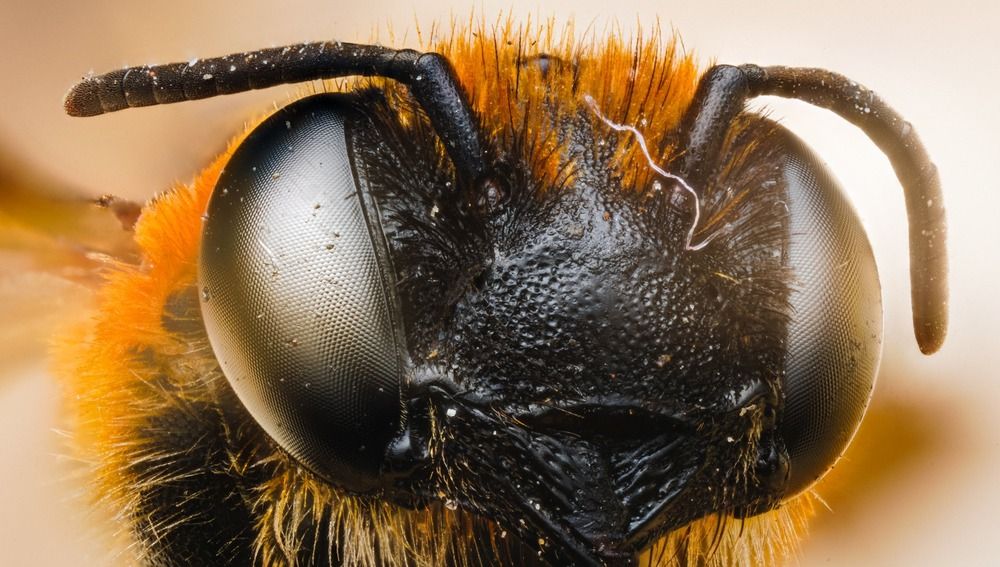 Micro Cosmos &ndash; Extreme Insect Portraits