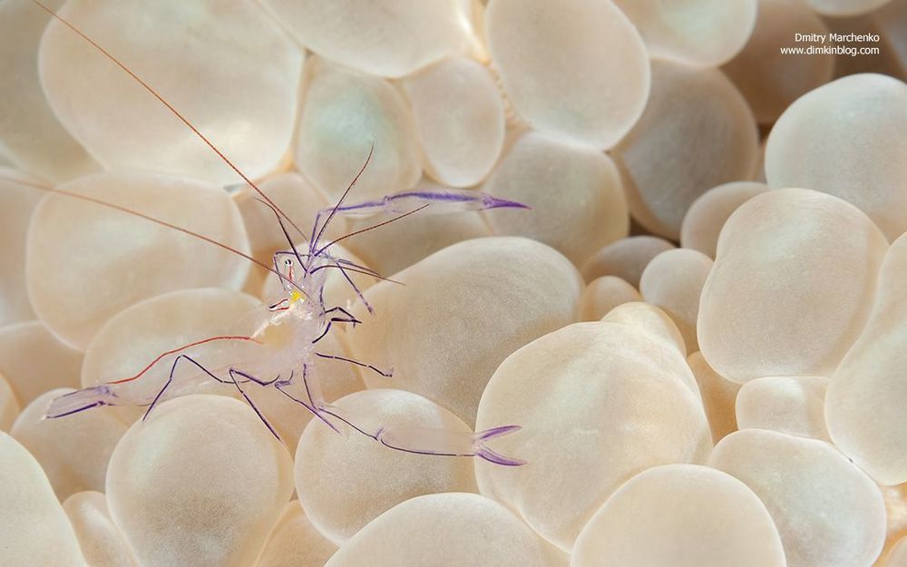Bubble coral shrimps