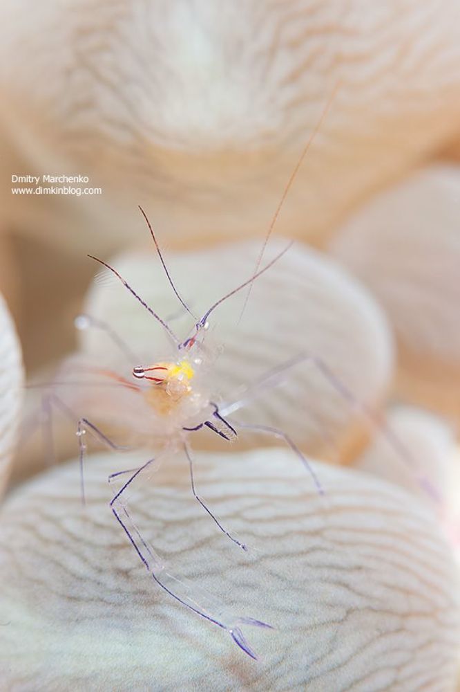 Bubble coral shrimps
