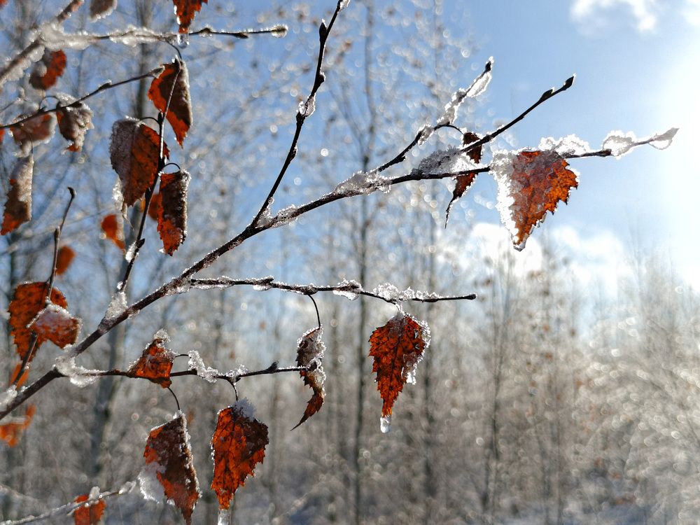 Photo 2940185