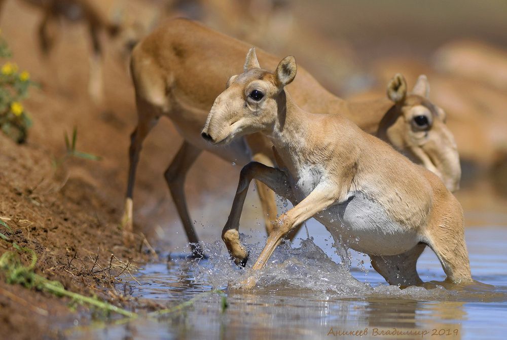 Молодняк на водопое