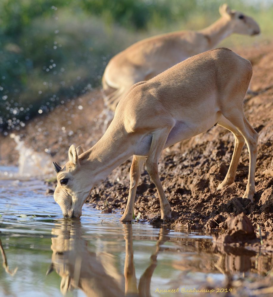 Молодняк на водопое