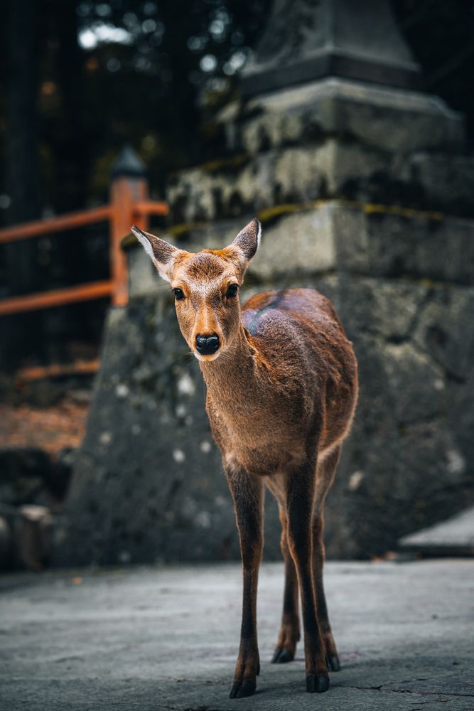 Cute deer in Nara Park.