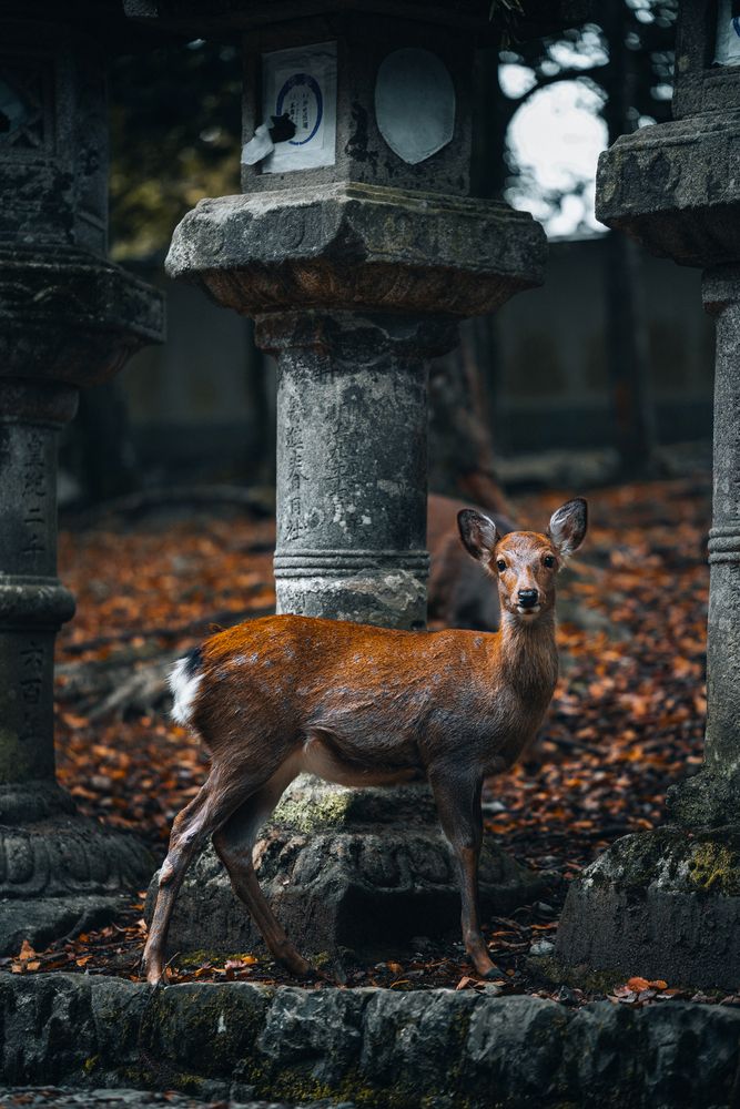 Cute deer in Nara Park.