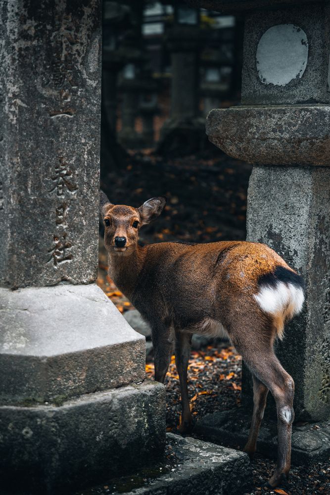Cute deer in Nara Park.