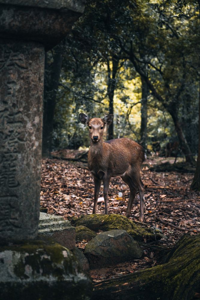 Cute deer in Nara Park.
