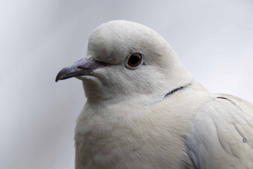 Dove