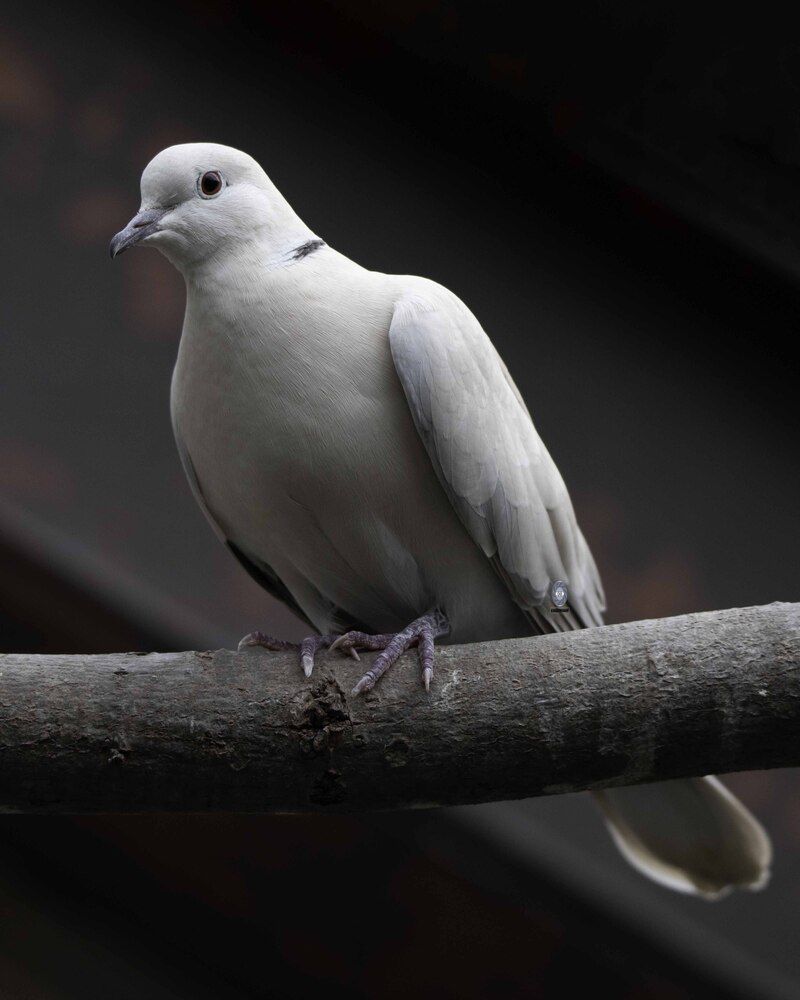 Dove