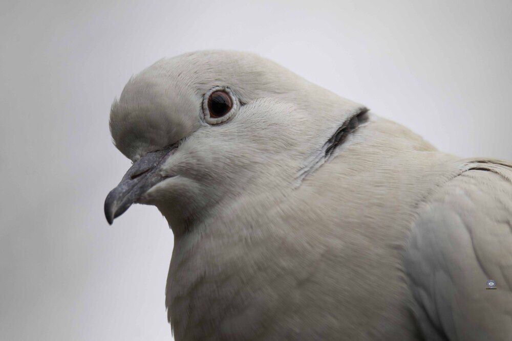 Dove