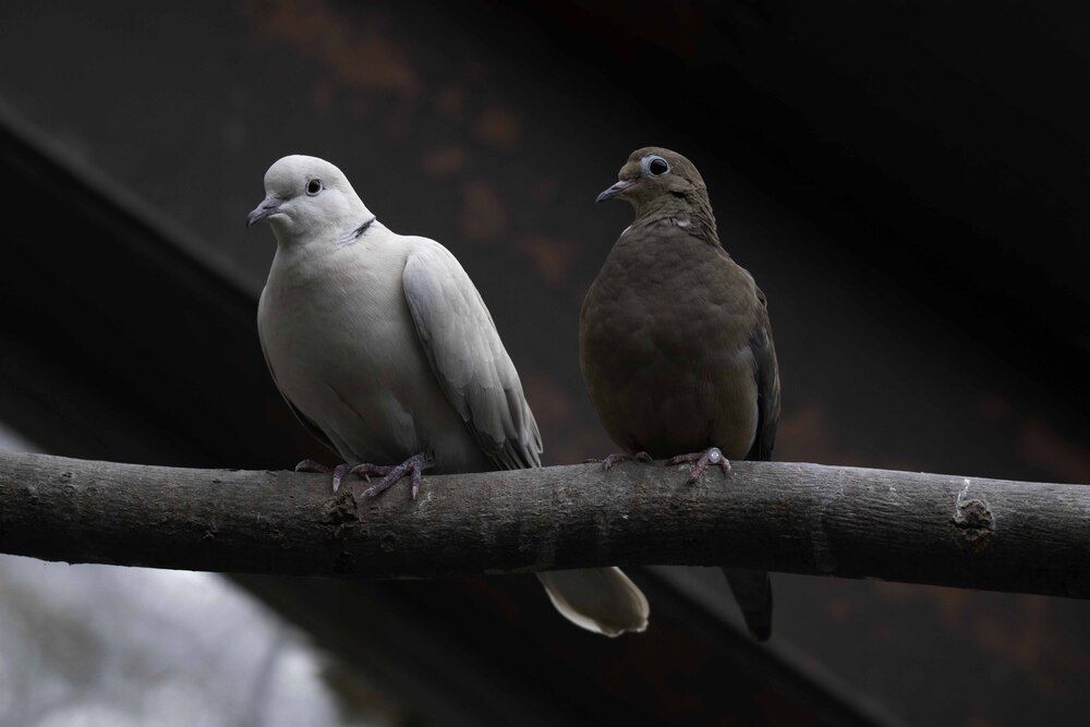 Dove
