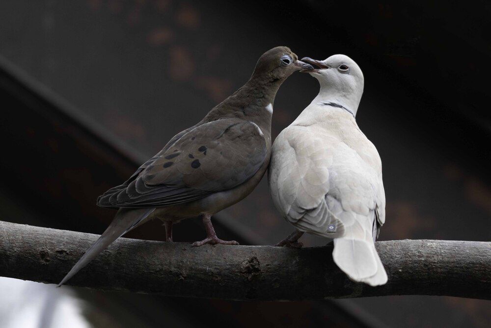 Dove