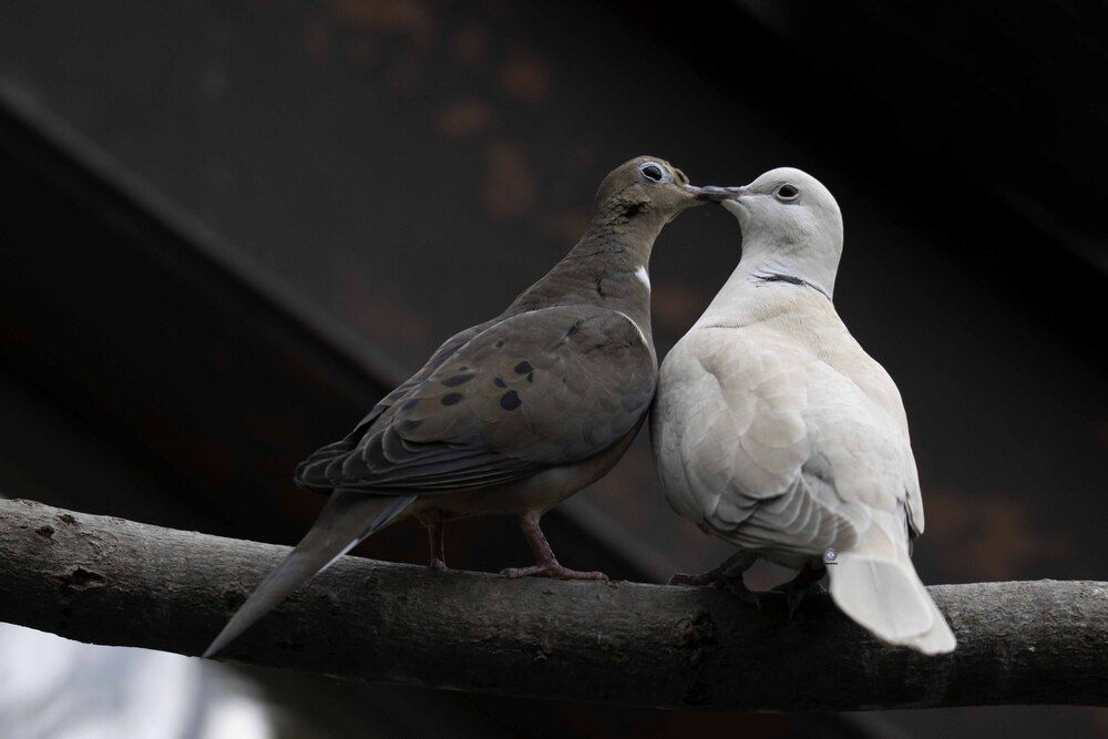 Dove