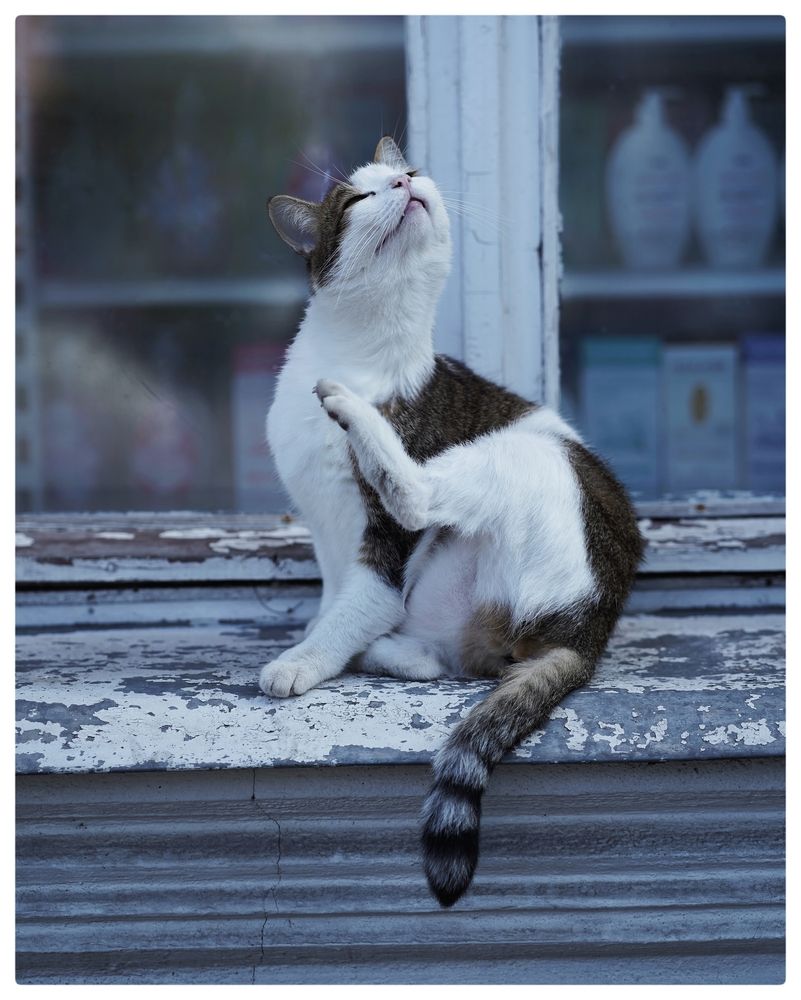Гатчинские котики