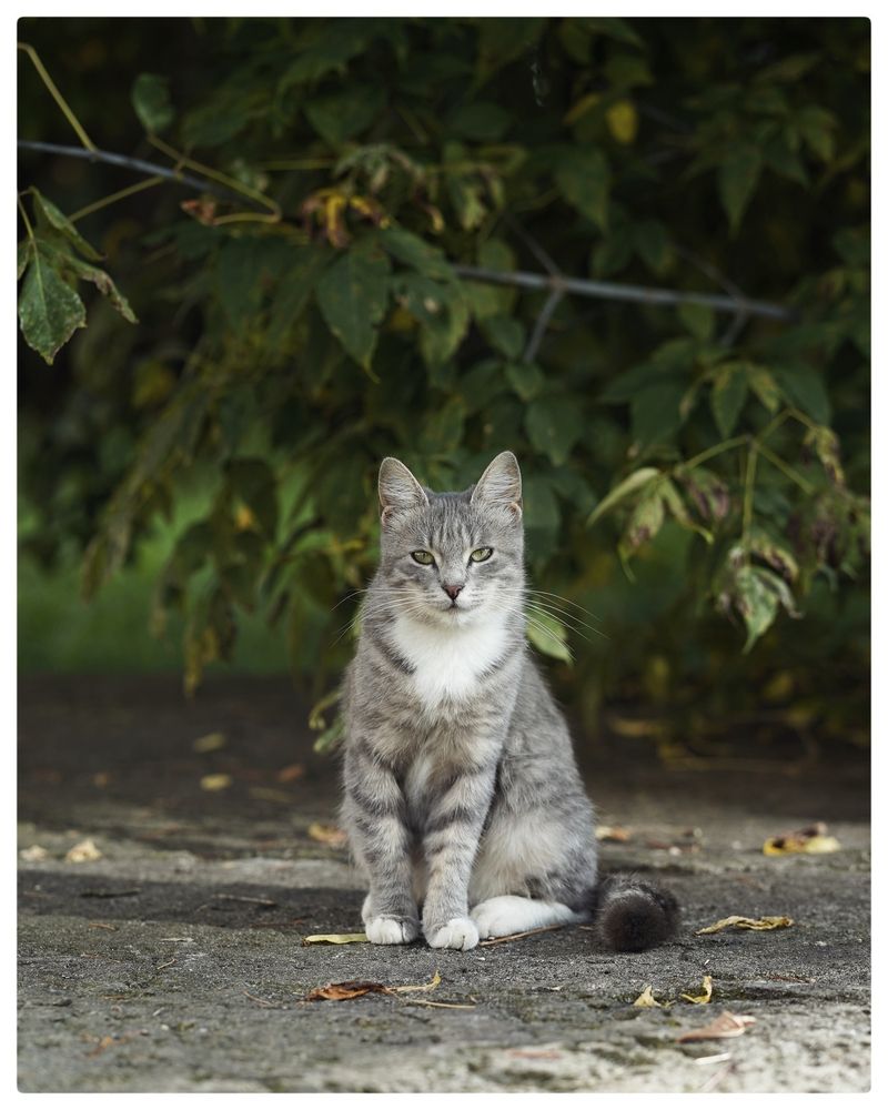 Гатчинские котики