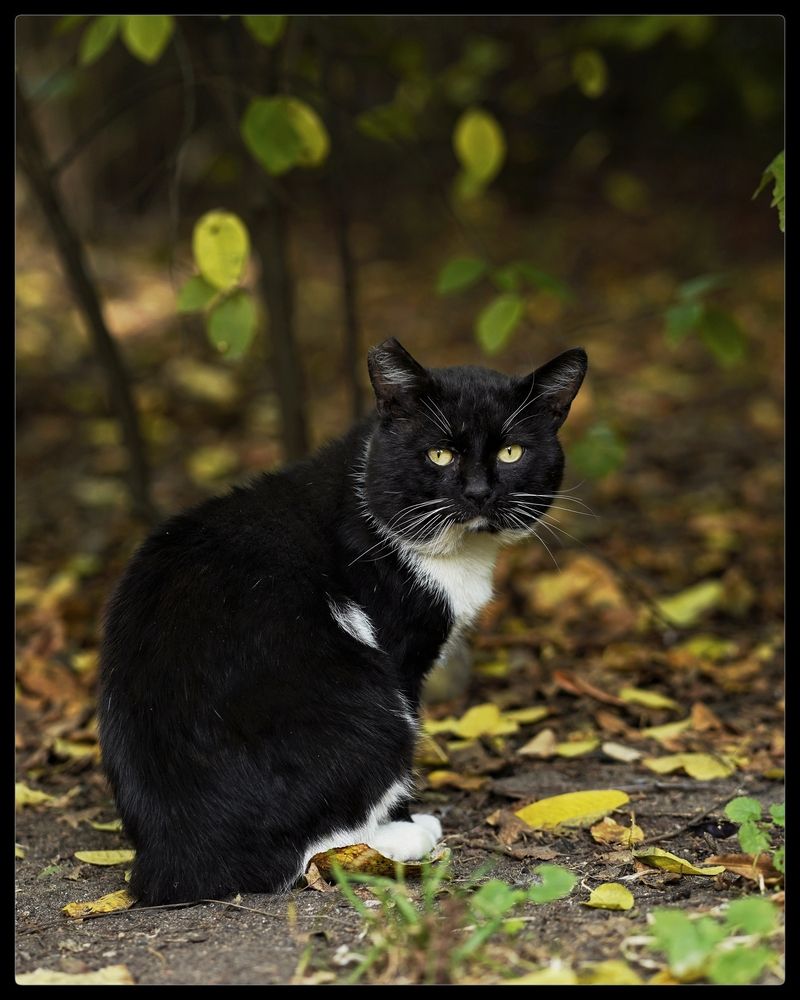 Гатчинские котики