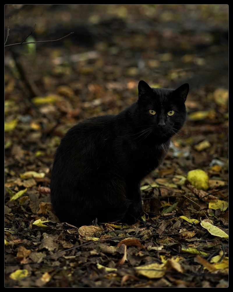 Гатчинские котики