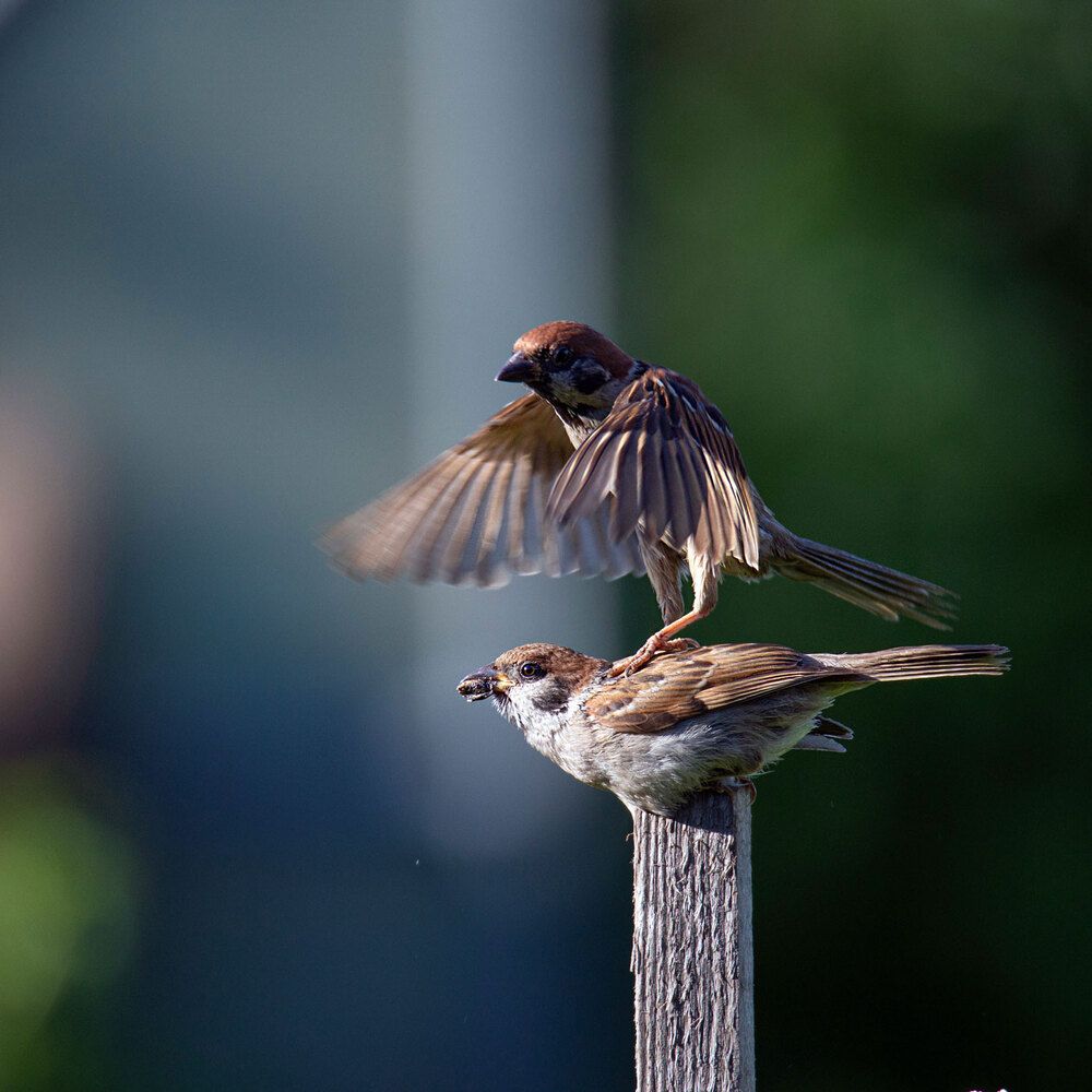 Photo 2947399