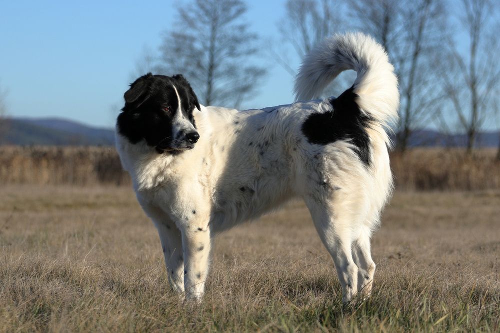 Белла