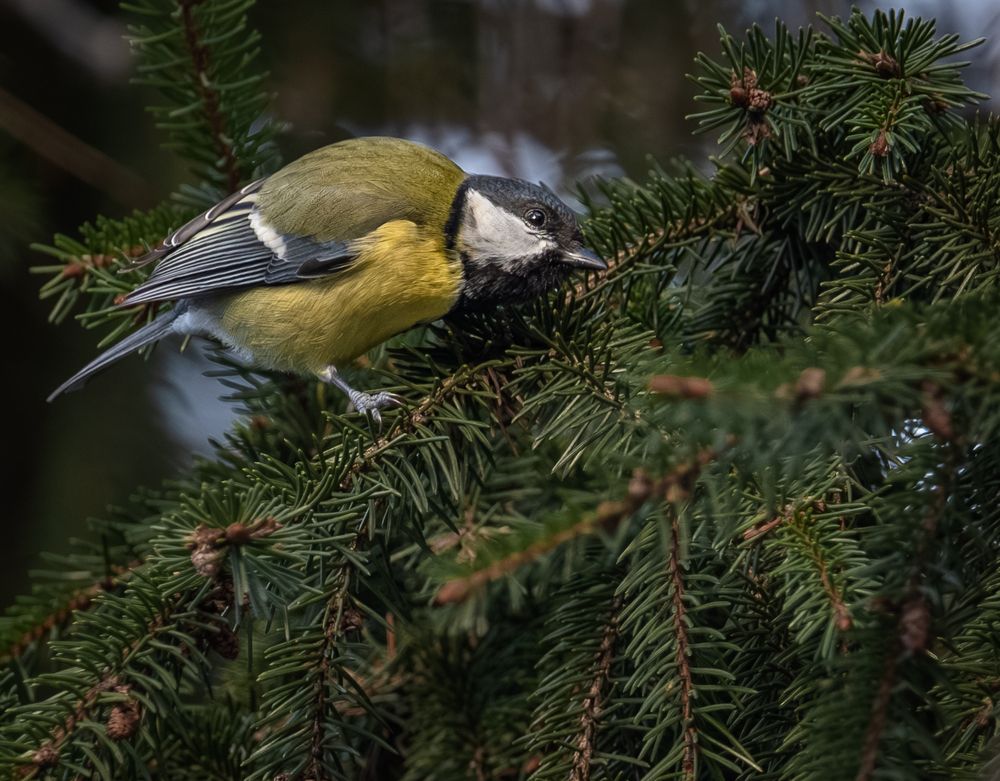 Photo 2947731