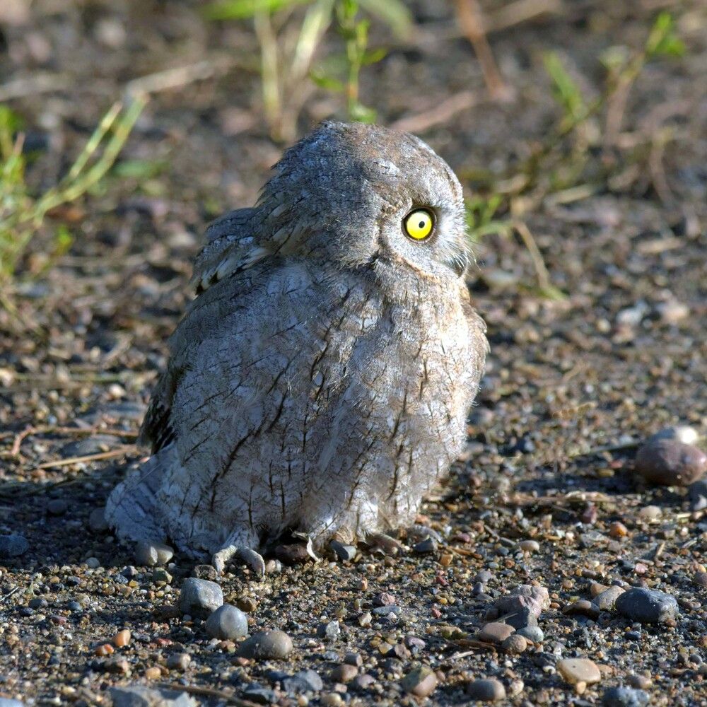 Лайфер