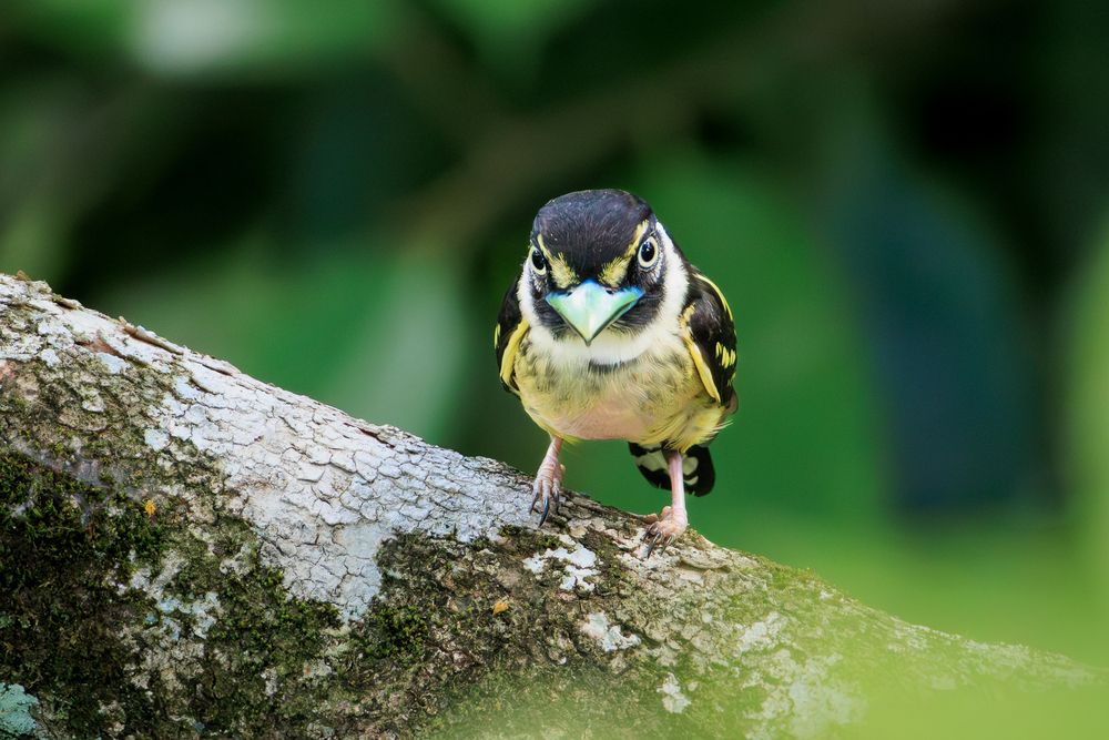 Angry Birds