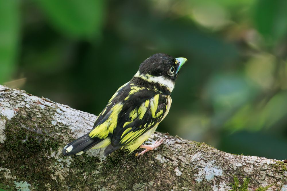 Angry Birds