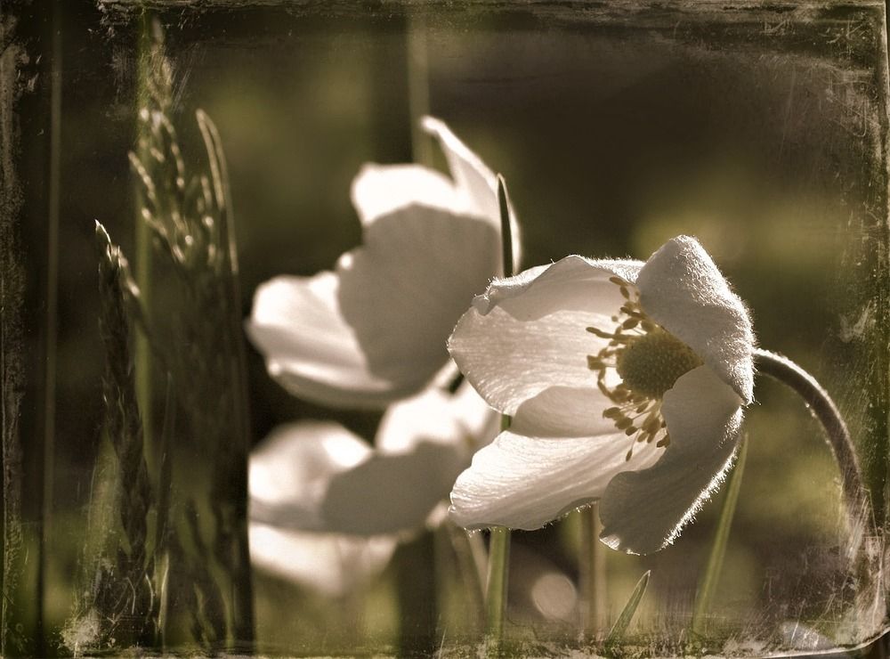 фотоарт