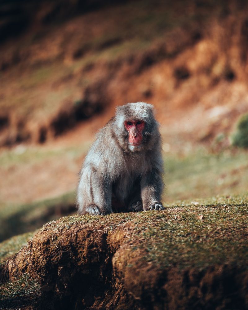 Cute monkeys