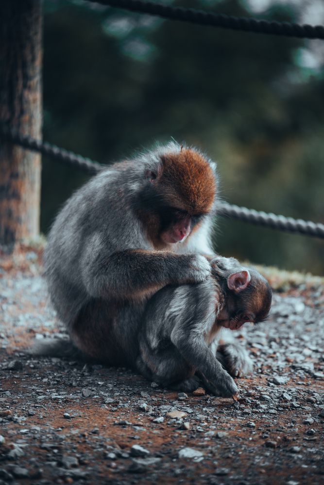 Cute monkeys