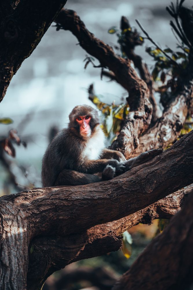 Cute monkeys