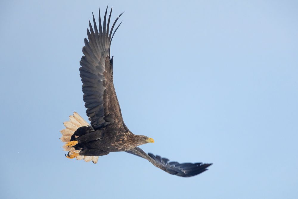 Три мушкетера