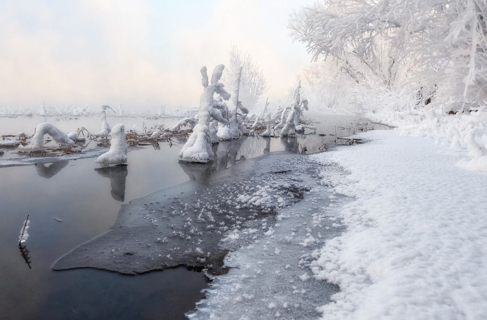 Речные жители на прогулке