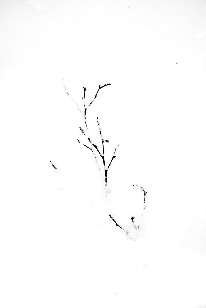 Photo 2951855