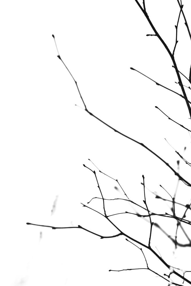 Photo 2951858