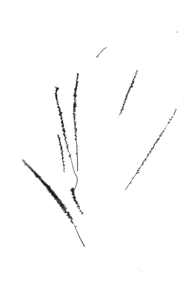 Photo 2951859