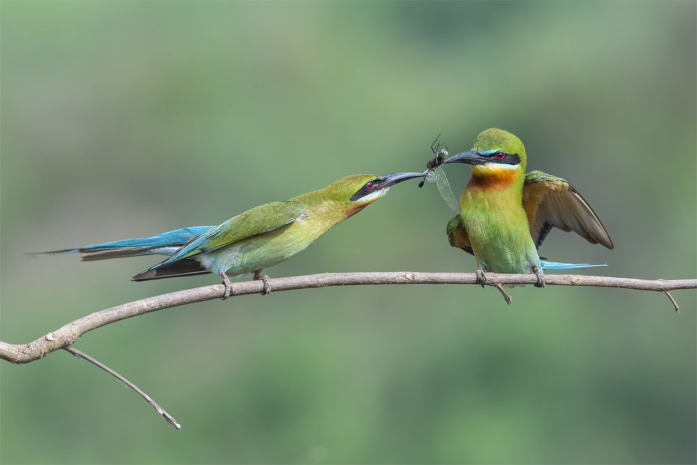 Baby Feeding 7399